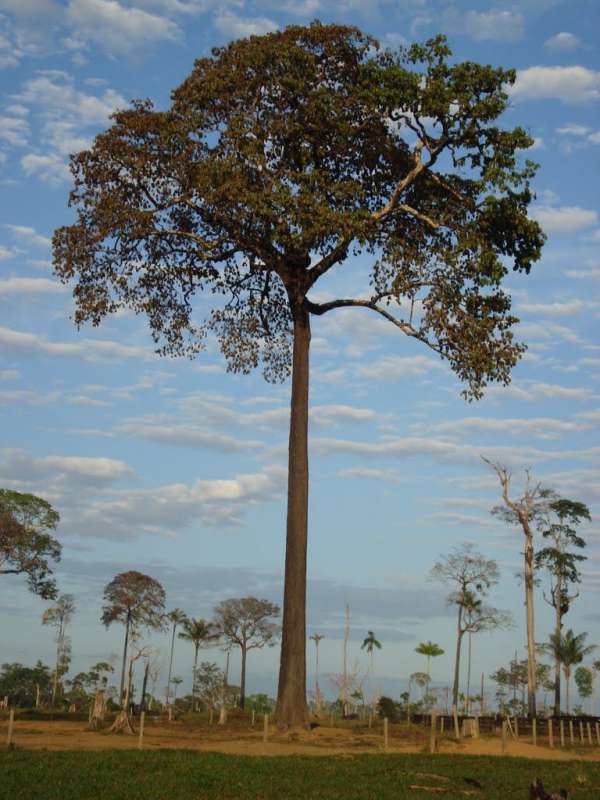 exuberante-castanha-do-para