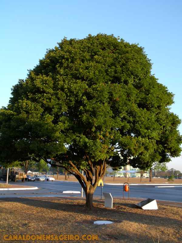 pau-brasil-quase-ficou-extinto-no-brasil