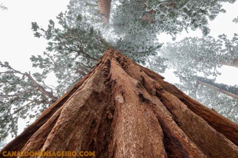 a-maior-especie-de-arvere