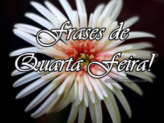 Frases-de-quarta-feira