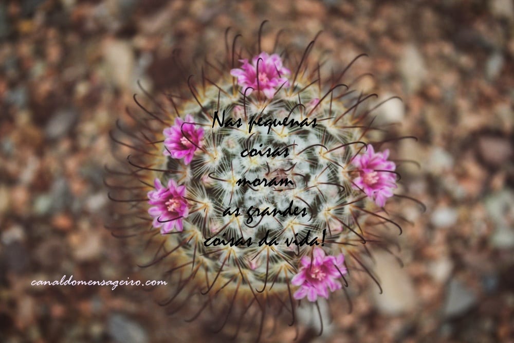coisas-da-vida