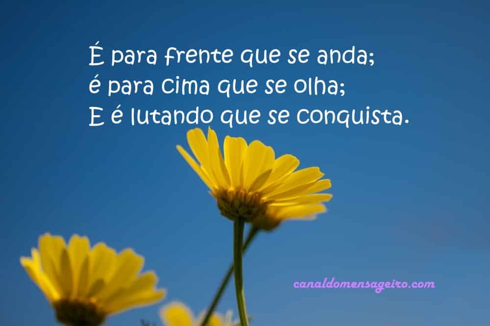 frases-diarias