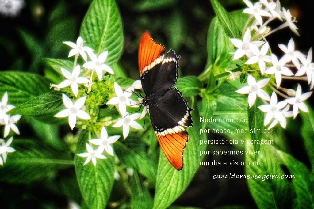borboleta-flores