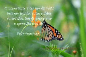 frase-de-domingo-borboleta-na-flor
