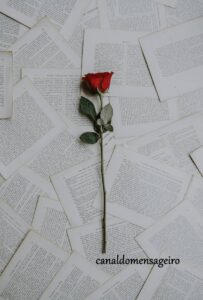 rosa-vermelha
